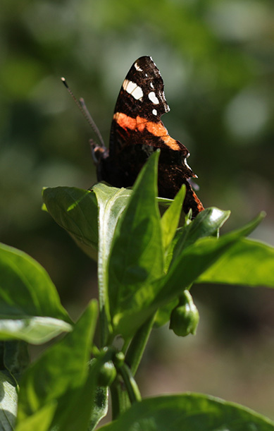 Butterfly on Bell Pepper Plant Butterfly on bell pepper plant