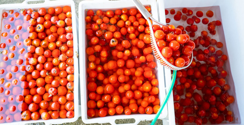 Step 1 : Wasching Tomatoes Wasching the tomatoes