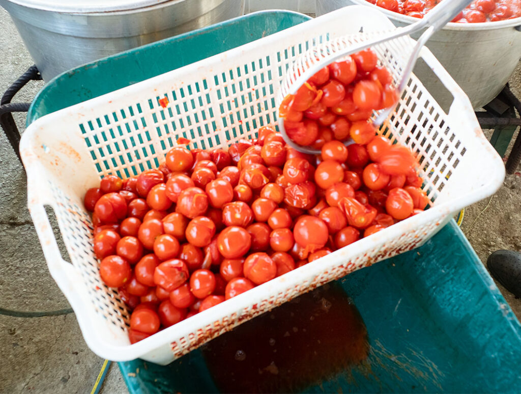 Step_3_Draining Tomatoes Draining Tomatoes